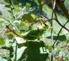 Ephippiger diurnus diurnus